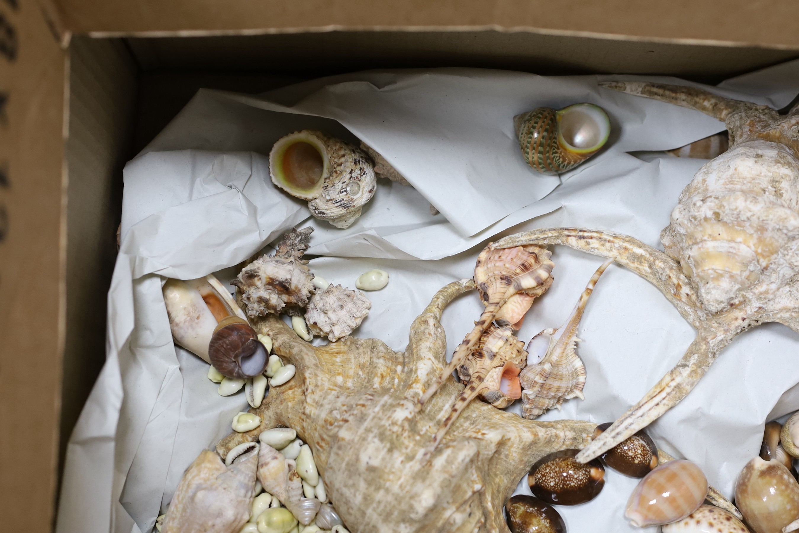 A selection of various seashell specimens